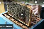 Poedersuikermethode varroa