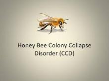 bijen verdwijnziekte colony collapse disorder